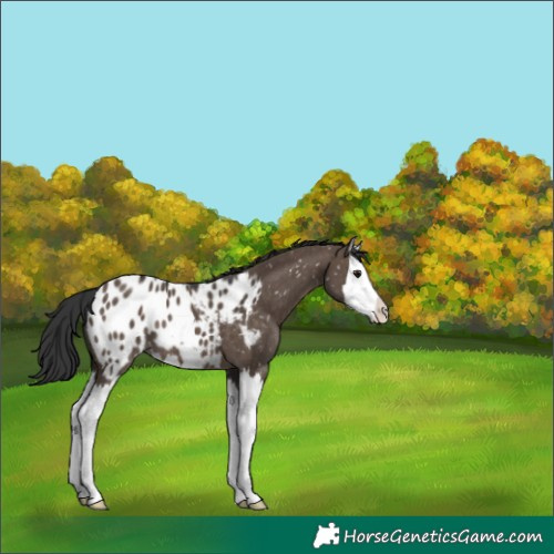 Horse Color:Brown Dun Splash Appaloosa