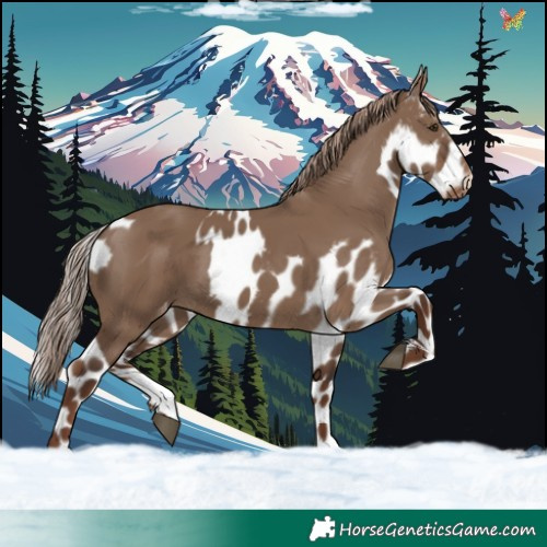 Horse Color:Liver Red Dun Skewed Appaloosa 
