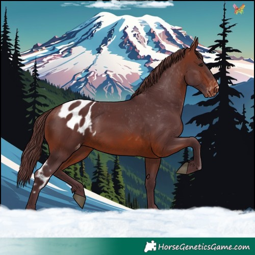 Horse Color:Chocolate Brown Skewed Appaloosa