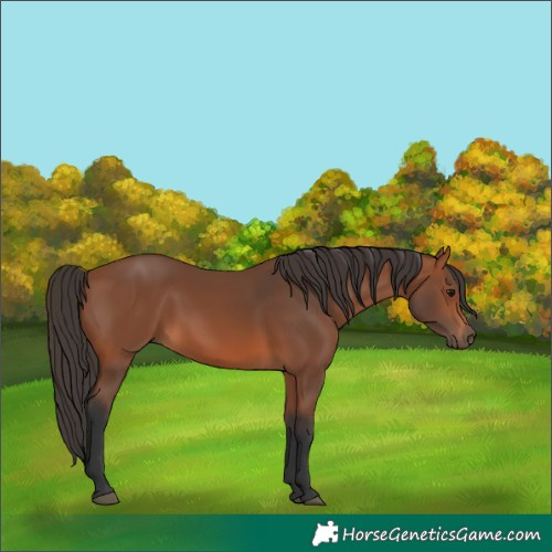 Horse Color:Bay 
