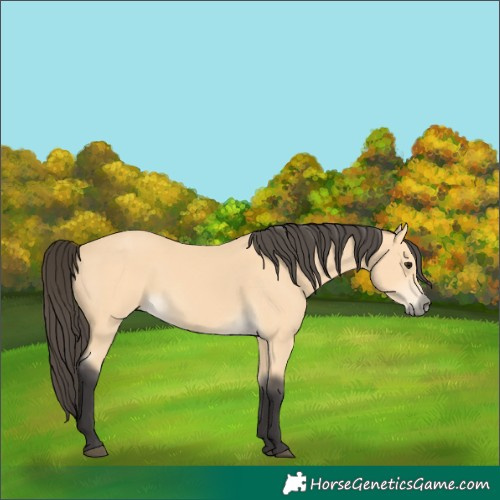 Horse Color:Buckskin