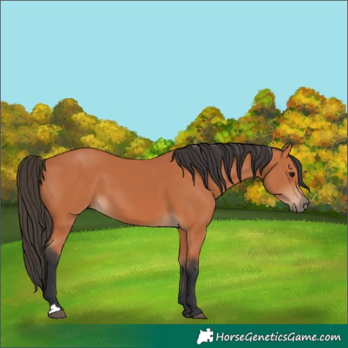 Horse Color:Bay 