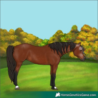 Horse Color:Gray Bay 