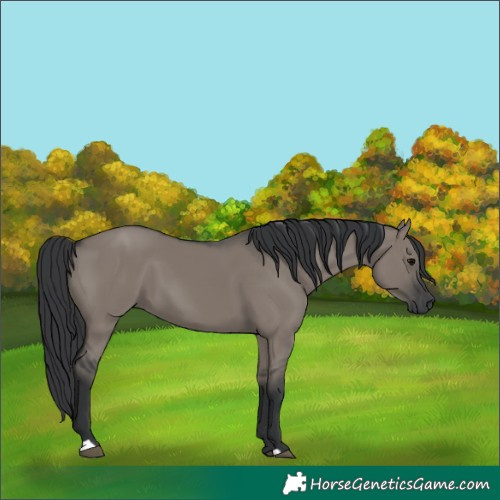 Horse Color:Grullo