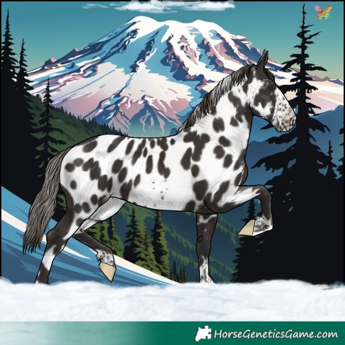 Horse Color:Liver Chestnut Frame Skewed Appaloosa 