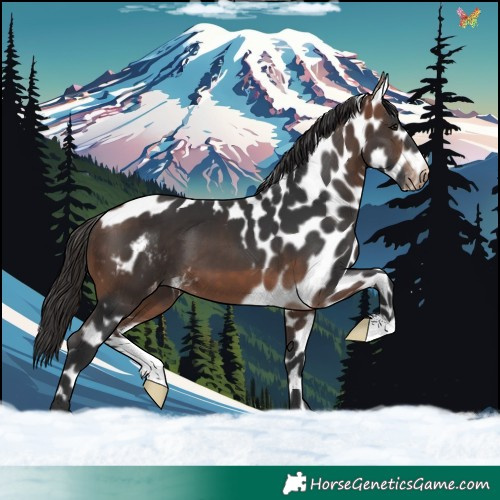Horse Color:Bay Skewed Appaloosa 