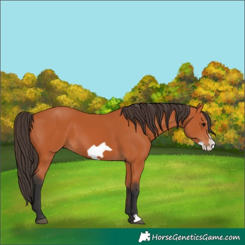 Horse Color:Bay Frame