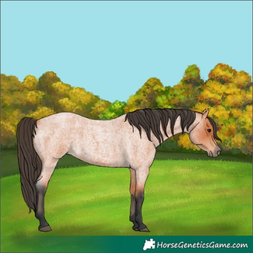 Horse Color:Bay Roan