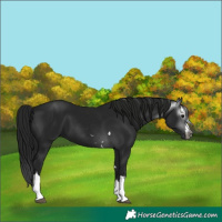 Horse Color:Gray Black