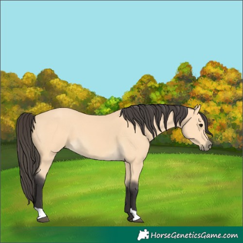 Horse Color:Buckskin