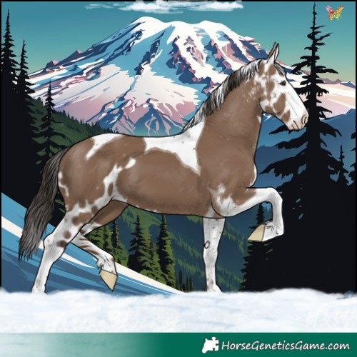 Horse Color:Liver Red Dun Tobiano Skewed Appaloosa