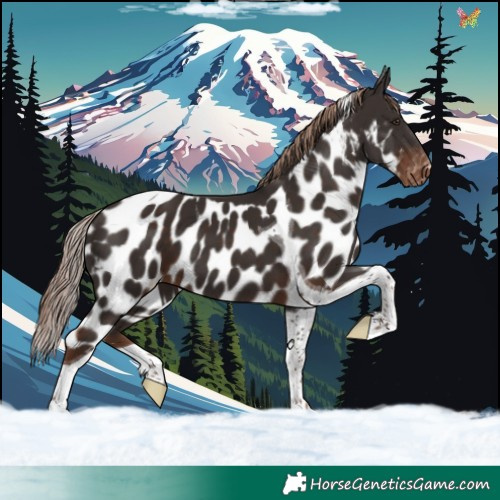 Horse Color:Liver Chestnut Tobiano Skewed LP Spotted 