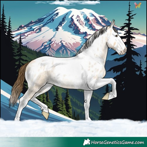 Horse Color:Buckskin Roan Dun Splash Tobiano Skewed Appaloosa