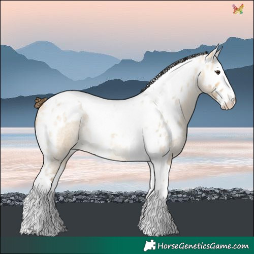 Horse Color:Buckskin Roan Dun Splash Tobiano Skewed LP Spotted