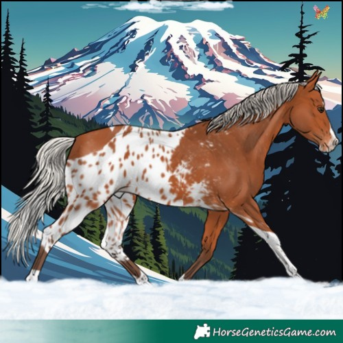 Horse Color:Silver Bay Splash Tobiano Skewed LP Spotted