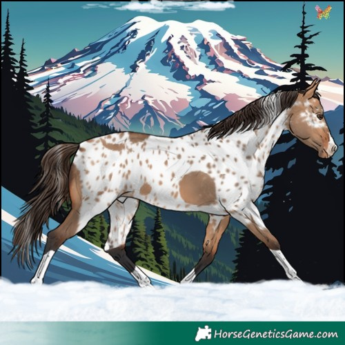 Horse Color:Bay Dun Splash Tobiano Skewed LP Spotted