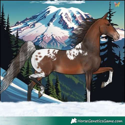 Horse Color:Bay Tobiano Skewed LP Spotted 