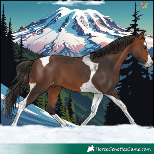 Horse Color:Bay Splash Tobiano Skewed LP Spotted 