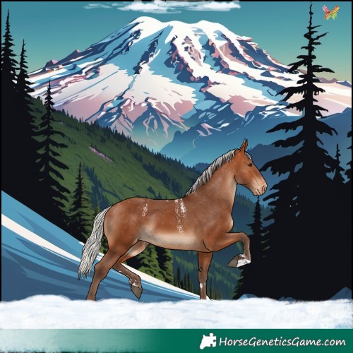 Horse Color:Powder White Silver Brown Skewed Appaloosa 