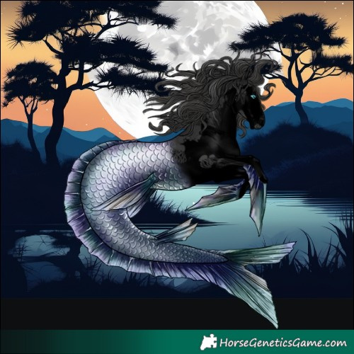 Horse Color:Void Black Splash