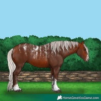 Horse Color:Powder White Silver Bay