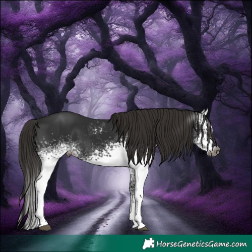 Horse Color:Gray White Spotted Liver Chestnut Sabino 