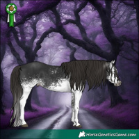 Horse Color:Gray White Spotted Liver Chestnut Sabino