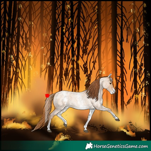 Horse Color:White Spotted Red Dun Roan 