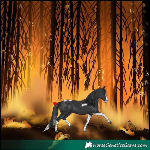Horse Color:Black Splash Tobiano