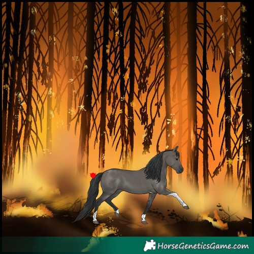 Horse Color:Grullo Tobiano