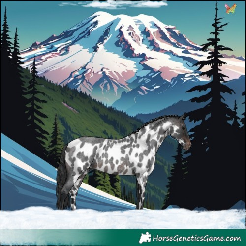 Horse Color:Brown Roan Skewed Appaloosa 