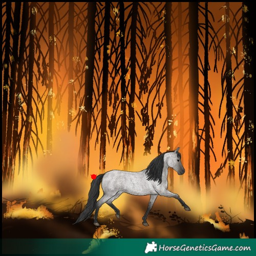 Horse Color:Grullo Roan 