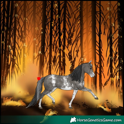 Horse Color:White Spotted Grullo Tobiano 