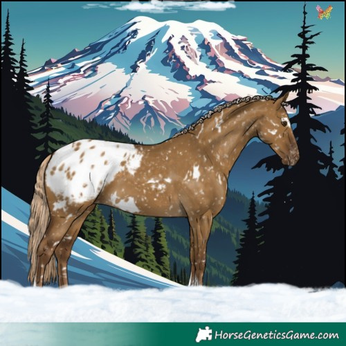 Horse Color:White Spotted Chocolate Palomino Dun Tobiano Appaloosa