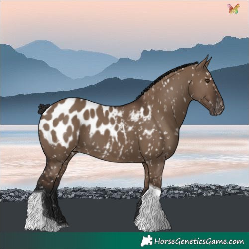 Horse Color:Liver Red Dun Tobiano Blanket 