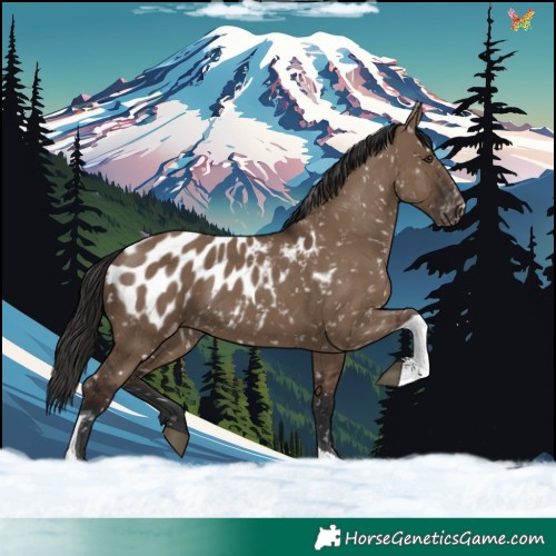 Horse Color:Liver Red Dun Tobiano Appaloosa 