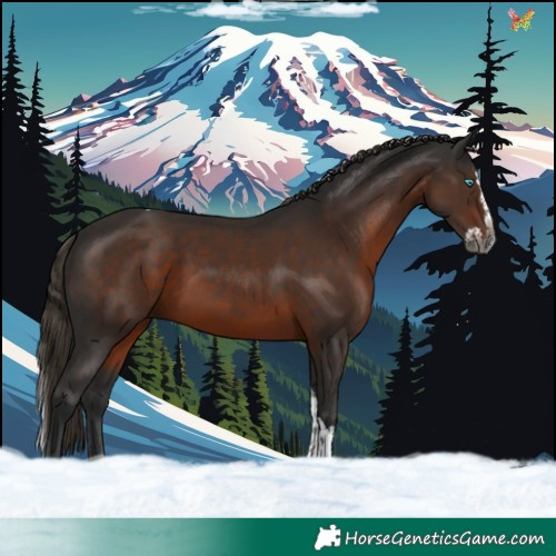 Horse Color:Gray Liver Chestnut Splash Tobiano Rabicano 