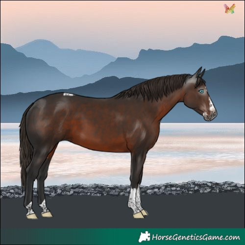 Horse Color:Gray Liver Chestnut Splash Tobiano Rabicano