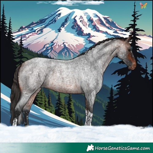 Horse Color:Bay Roan Tobiano Appaloosa