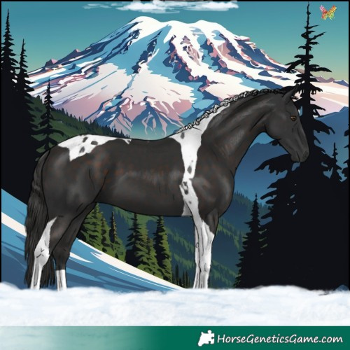 Horse Color:Liver Chestnut Tobiano 