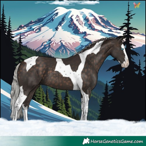 Horse Color:Silver Brown Splash Tobiano 