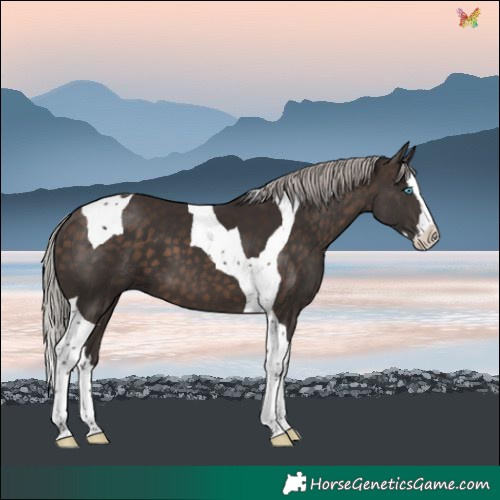 Horse Color:Silver Brown Splash Tobiano