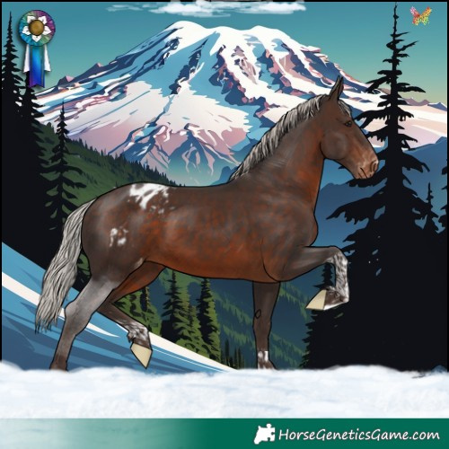 Horse Color:Silver Brown Tobiano Appaloosa Rabicano