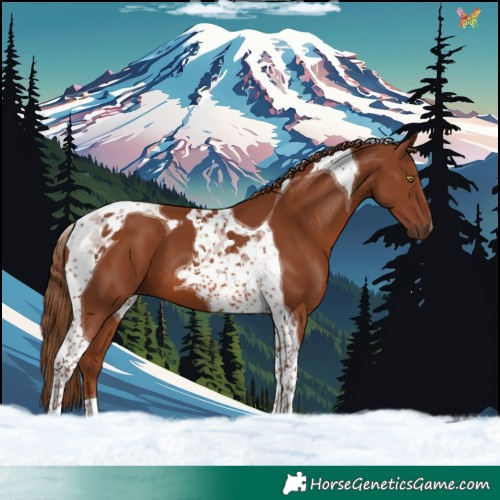 Horse Color:Chestnut Tobiano