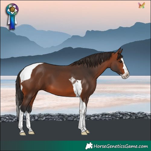Horse Color:Bay Splash Tobiano 