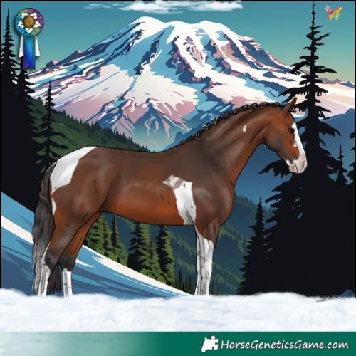 Horse Color:Bay Splash Tobiano 