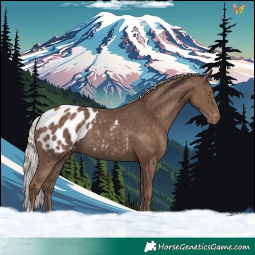 Horse Color:Silver Black Tobiano Appaloosa 