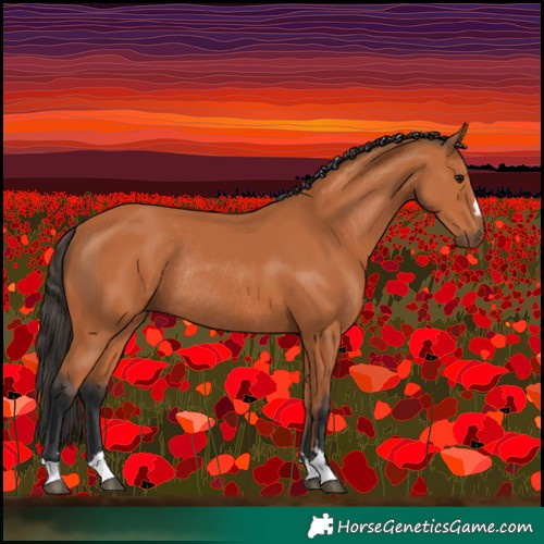 Horse Color:Bay Rabicano