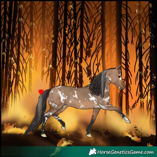 Horse Color:White Spotted Bay Dun