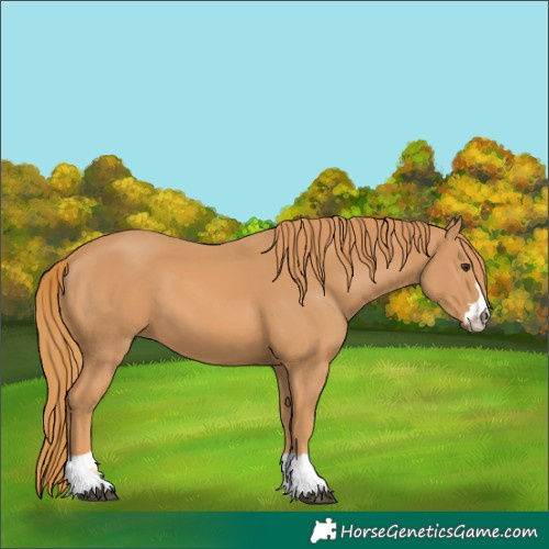 Horse Color:Unknown 